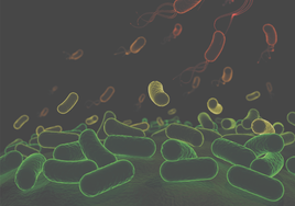 Imagen captada al microscopio de cómo actúan las bacterias en las plantas.