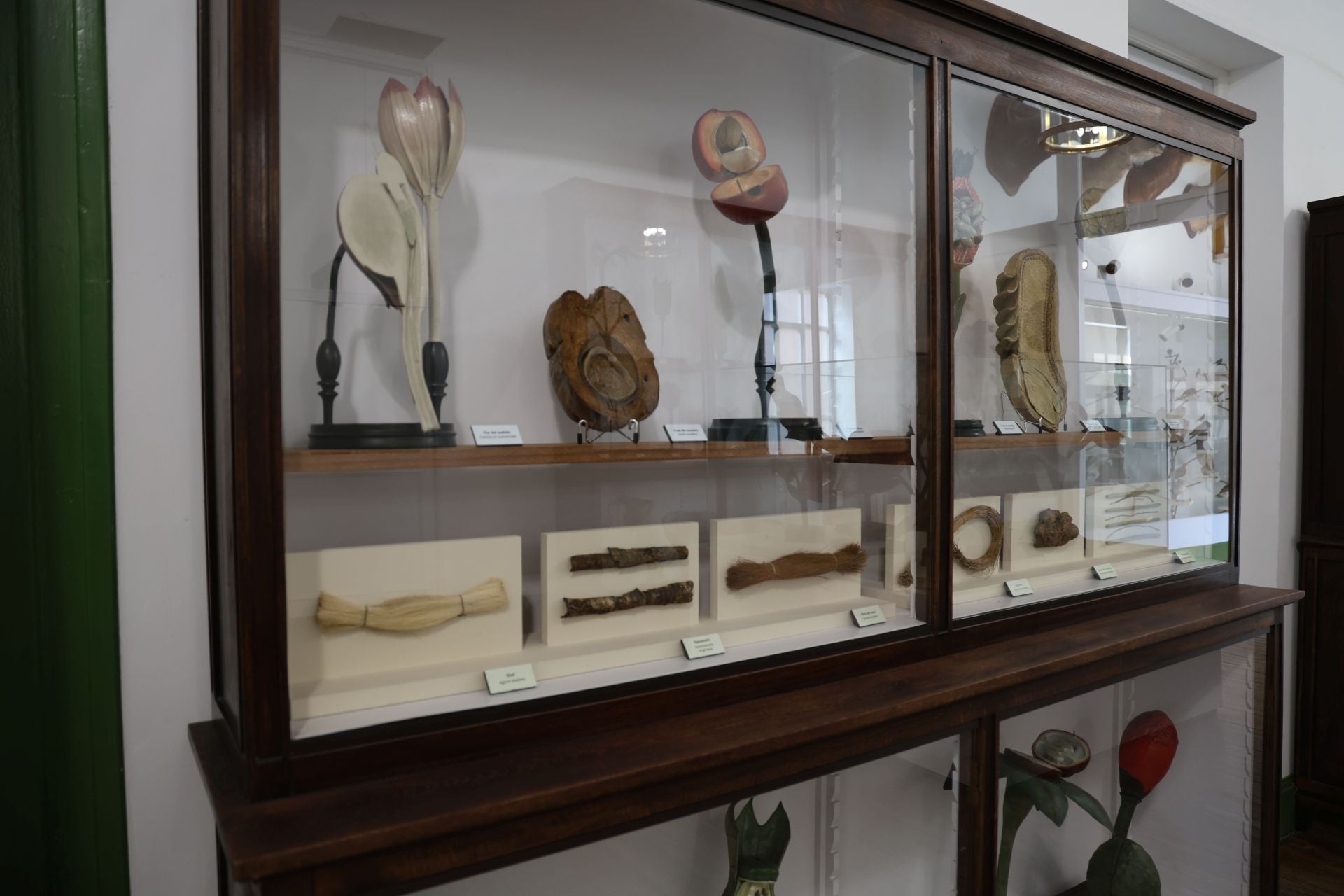 La variopinta colección del Museo de Ciencias Naturales de Valladolid