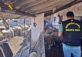 Tres vecinos de Azuaga, acusados de robar ovejas y maquinaria en fincas de la Campiña Sur