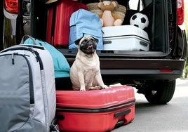 La normativa solo exige que no moleste al conductor, pero la seguridad depende de más factores, sobre todo cuando las mascotas están cada vez más integradas en la dinámica familiar