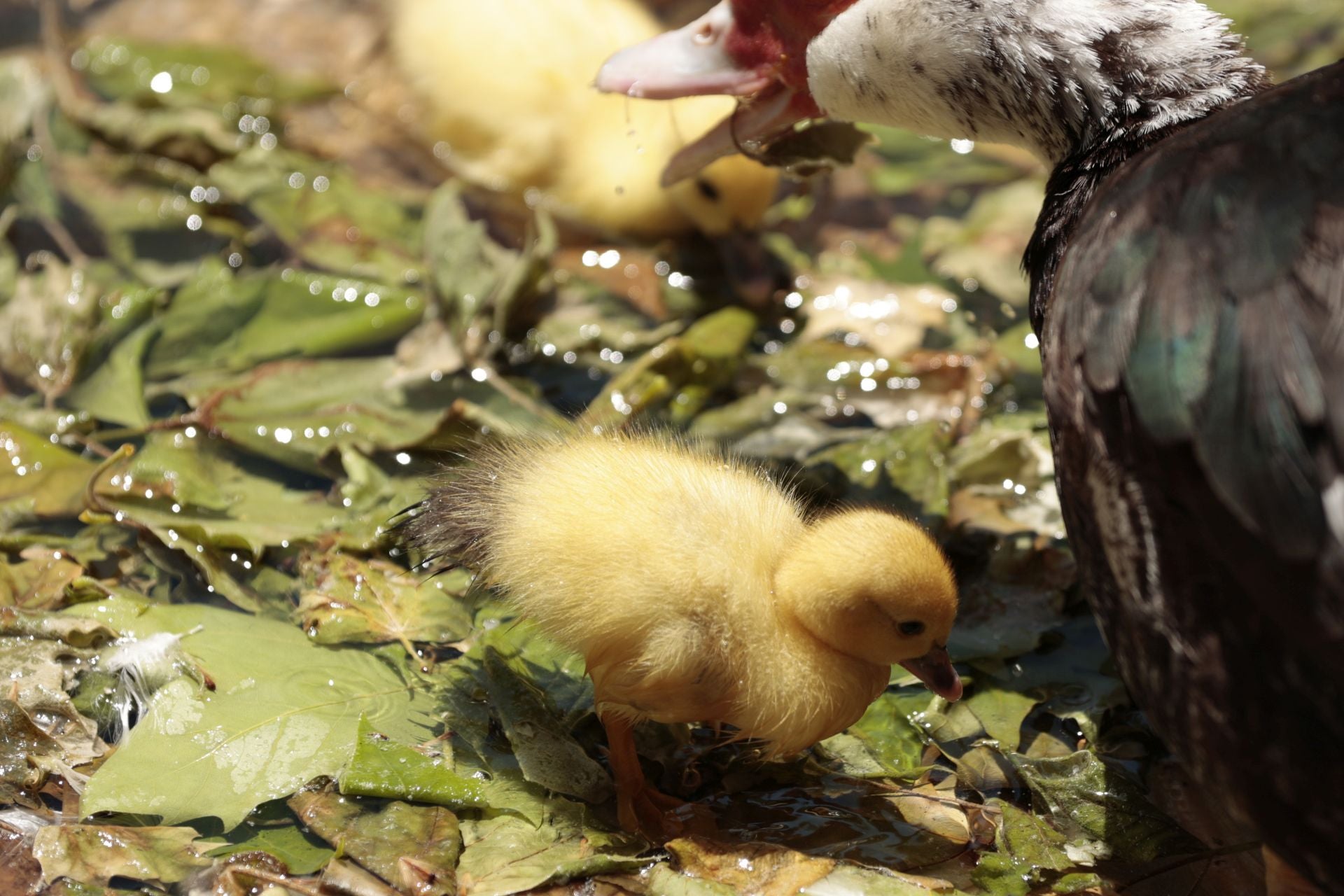 La nueva familia de patos en La Alamedilla