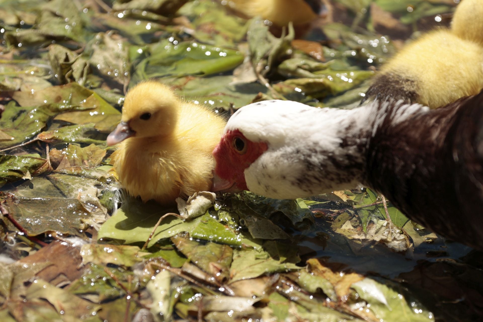 La nueva familia de patos en La Alamedilla